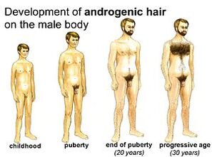 Periods of male development